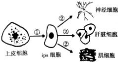 無外源DNA的安全誘導 人類多能干細胞技術的新突破